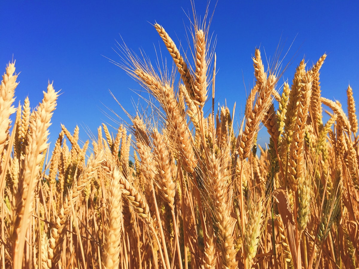 High-grade arid-zone grains